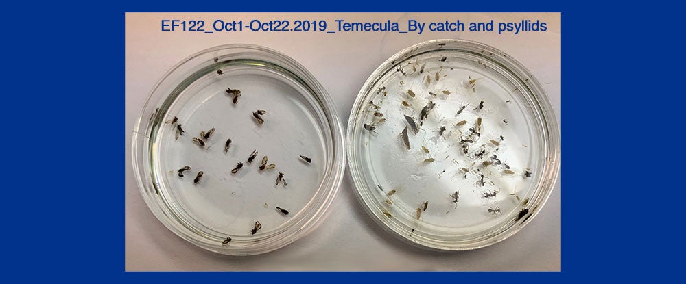 Asian Citrus psyllids captured using an insect trap designed in the project