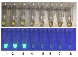 reactions after exposure to light