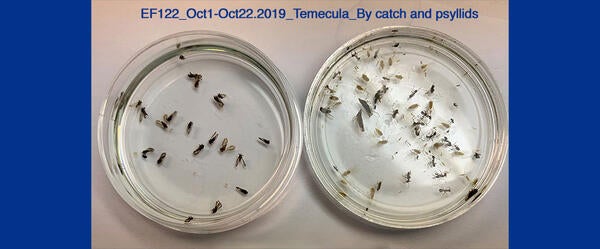 Asian Citrus psyllids captured using an insect trap designed in the project