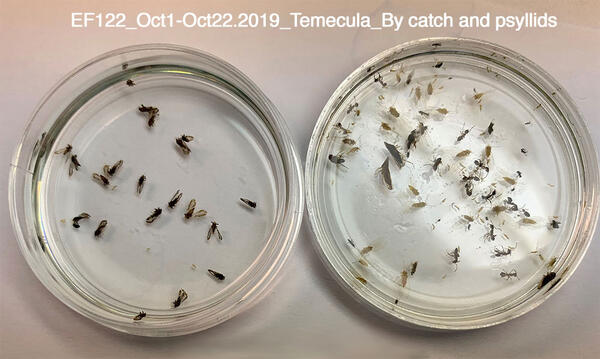 Asian Citrus Psyllids captured using an insect trap designed in the project