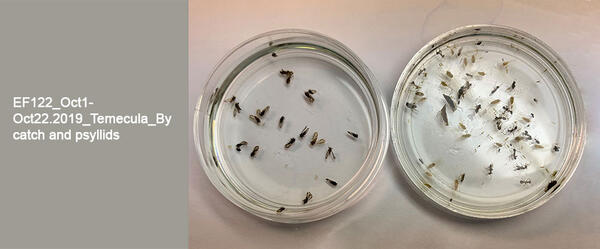 Asian Citrus psyllids captured using an insect trap designed in the project