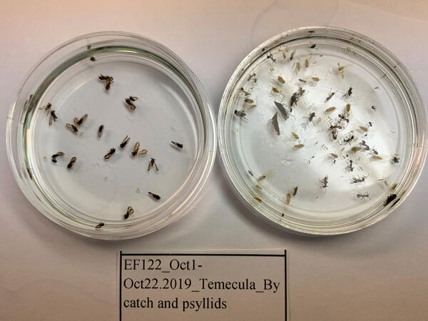 Asian Citrus psyllids captured using an insect trap designed in the project