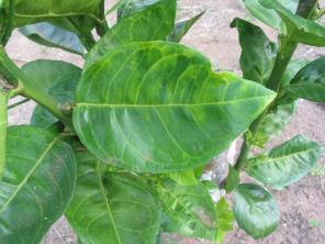 HLB leaf symptoms