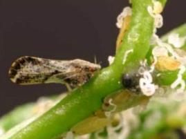 psyllid on a plant