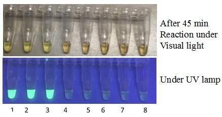 reactions under visual light and UV lamp